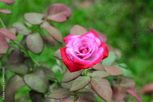 pink rose with leaves background in garden