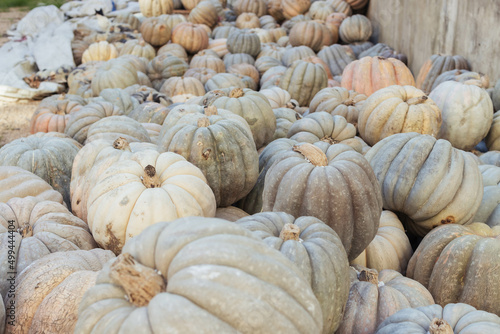 A lot of pumpkins at an open farmer's market.close-up there is a place © PopOff