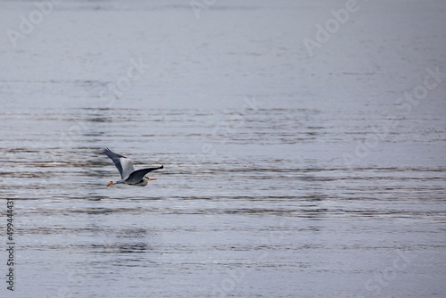 Gray heron,Northern Norway,scandinavia,Europe 