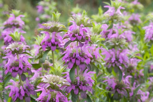 Lush thickets of Monarda citriodora - plants with showy lilac flowers and strong minty smell of leaves, used in cooking for tea and seasoning, honey plant. photo