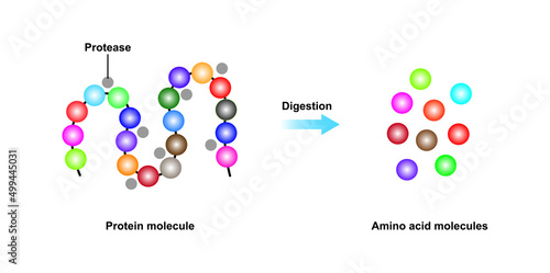 Scientific Designing of Protein Digestion. Protease Enzyme Effect on Protein Molecule. Vector Illustration. photo