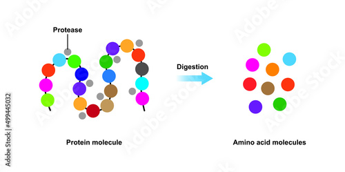Scientific Designing of Protein Digestion. Protease Enzyme Effect on Protein Molecule. Vector Illustration. photo