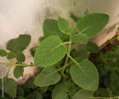 Country borage herb (Local name: Kapparawalliya ) karpooravalli leaf. with white background . with white background photo