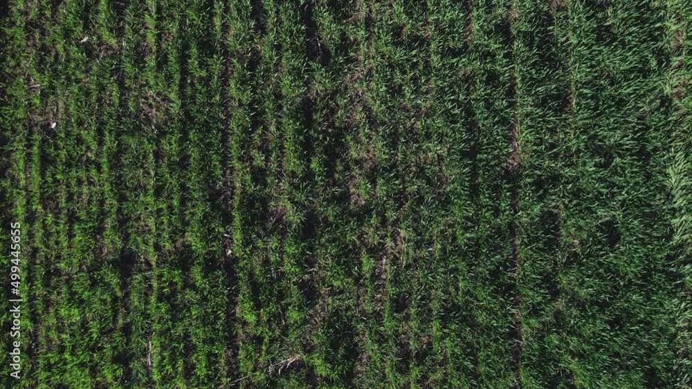Drone flying above of young green wheat field Drone flying above of young green wheat field