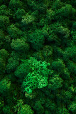 beautiful textural green moss. natural background. moss in different colors