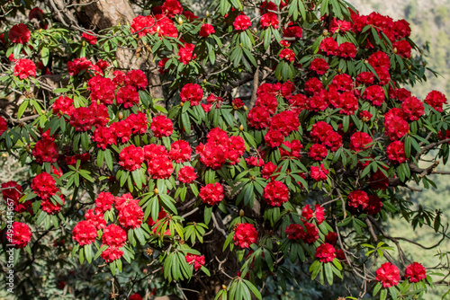 Rhododendron flowers blooming in Spring