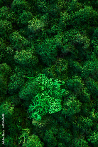 beautiful textural green moss. natural background. moss in different colors © Elena