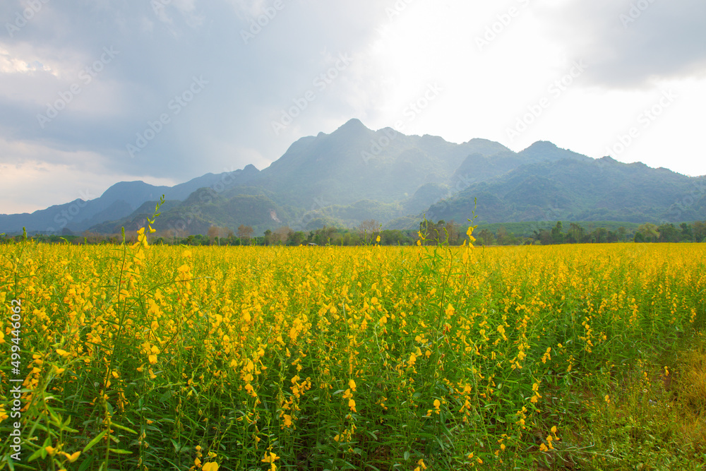 Sunhemp flowers in the field. Blurred and soft focus of Sunhemp field with copy space and text. Sunhemp flowers in the field. Blurred and soft focus of Sunhemp field with copy space and text.