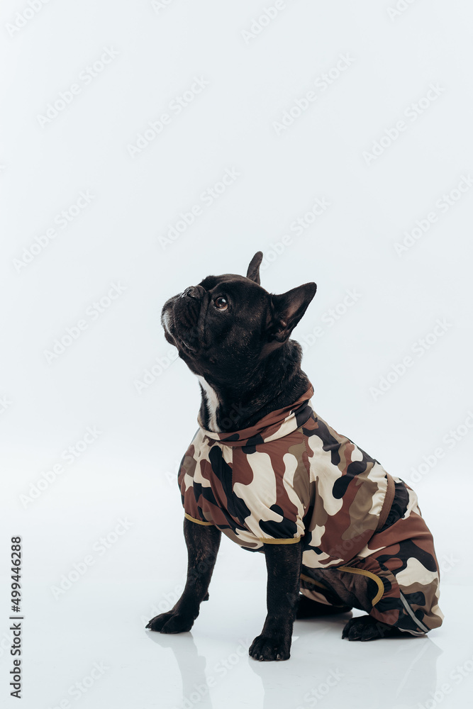 french bulldog in military uniform. on a white background