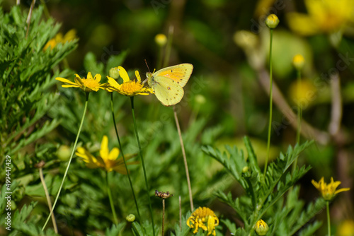 Yellow butterfly colias lesbia photo