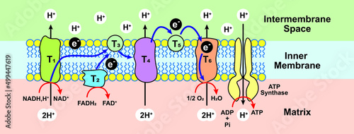 Oxidative Phosphorylation Scheme. Electron Transport Chain. Colorful symbols. Vector Illustration. photo