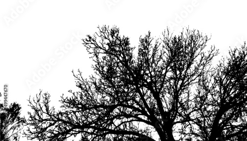 Wallpaper Mural Realistic tree branches silhouette Bare tree branches. Vector illustration Torontodigital.ca