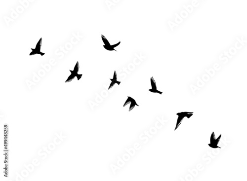 Billede på lærred A flock of flying birds. Free birds. Vector illustration