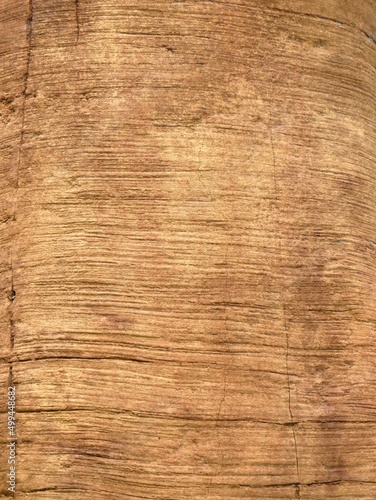 Détail de l'écorce d'un arbre marquée de raies horizontales photo