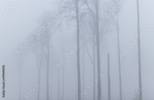 Detail view of the leafless aspen tree stand in the dense early spring fog in woodland