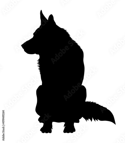 German shepherd