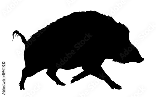 Wild pig