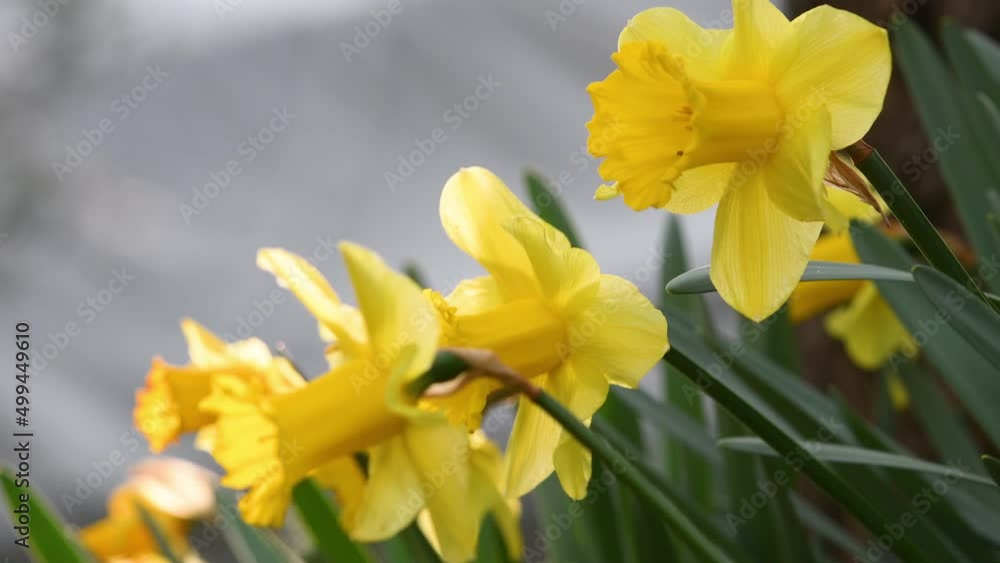 daffodils in a garden. Yellow daffodils bloom in the garden or park. Concept of spring season arrival with sun and warm days. April Easter flowers sway in the wind. selective focus. daffodils in a garden. Yellow daffodils bloom in the garden or park. Concept of spring season arrival with sun and warm days. April Easter flowers sway in the wind. selective focus.
