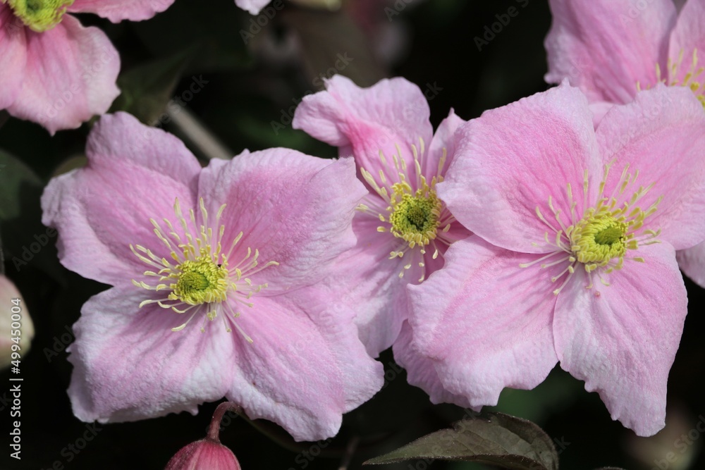Fototapeta premium Clématite des montagnes
