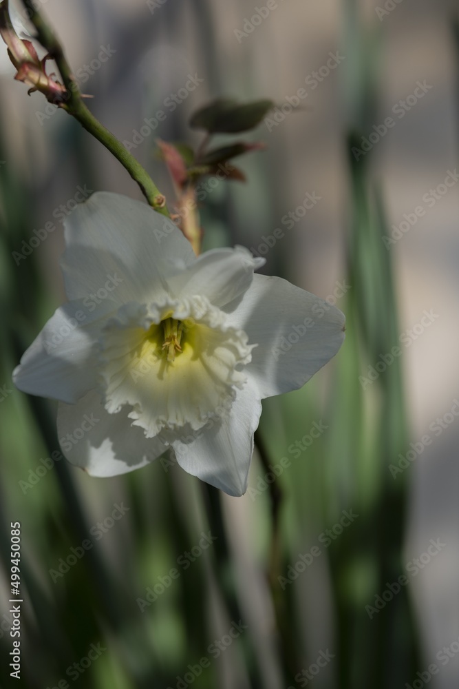 Obraz premium Narciso bianco