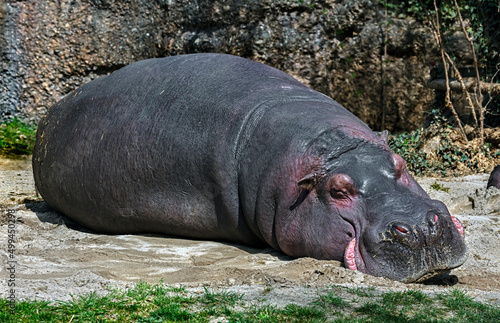 Sleeping hippopotamus. Latin name - Hippopotamus amphibius