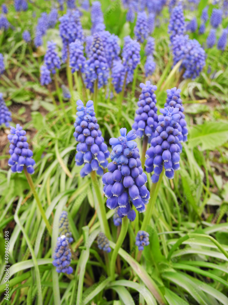 Muscari spring flower (grape hyacinth) on meadow Muscari spring flower (grape hyacinth) on meadow