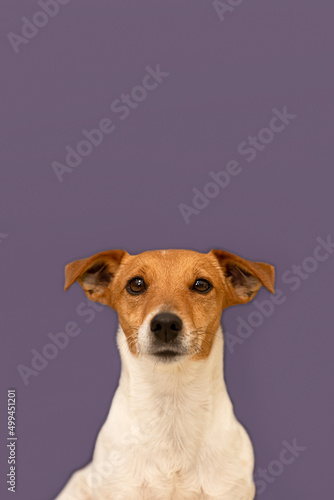 Jack Russell Terrier. Portrait. Purebred dog on a purple background. Pets © Alexander