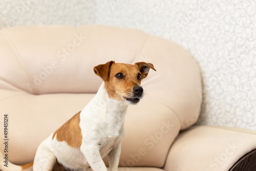 Jack Russell Terrier. Portrait. A thoroughbred dog. Pets © Alexander