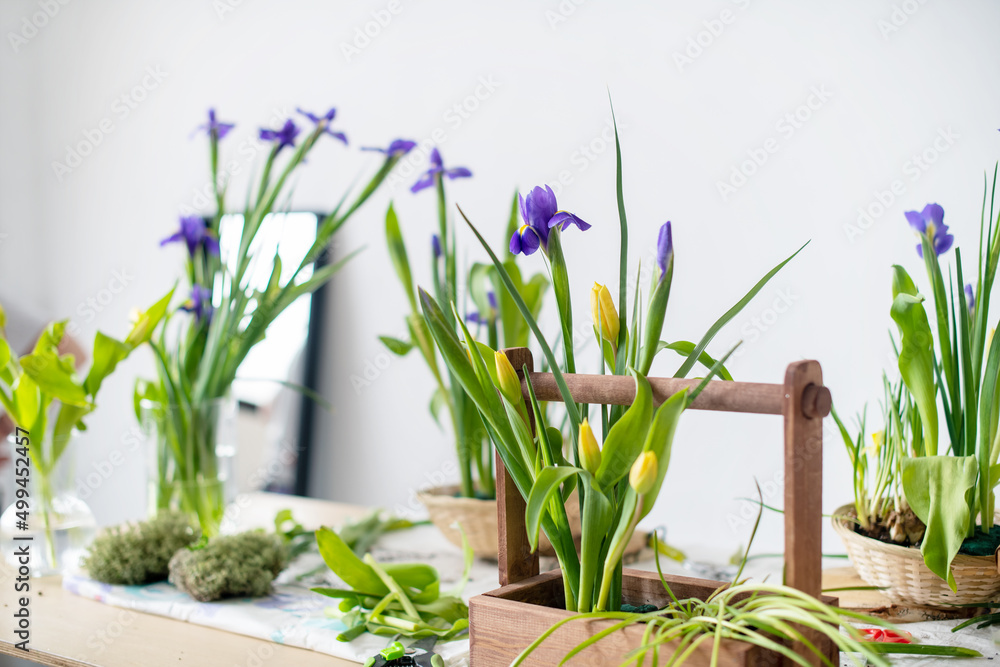 Fototapeta premium Elegant spring, Easter flower arrangements of irises, tulips, daffodils and willow branches, located on a table located against a white wall in daylight at home