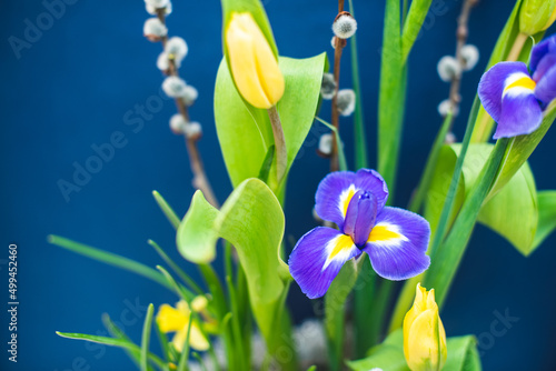 An elegant floral spring  Easter composition of irises  tulips  daffodils and willow twigs located on a table located against a blue wall in daylight.