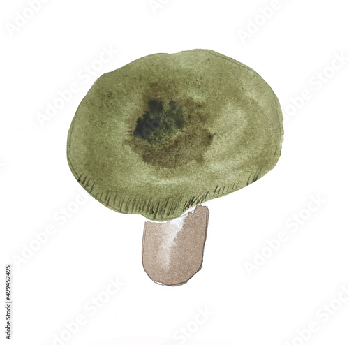 watercolor illustration of russula green, hand drawn. watercolor mushrooms