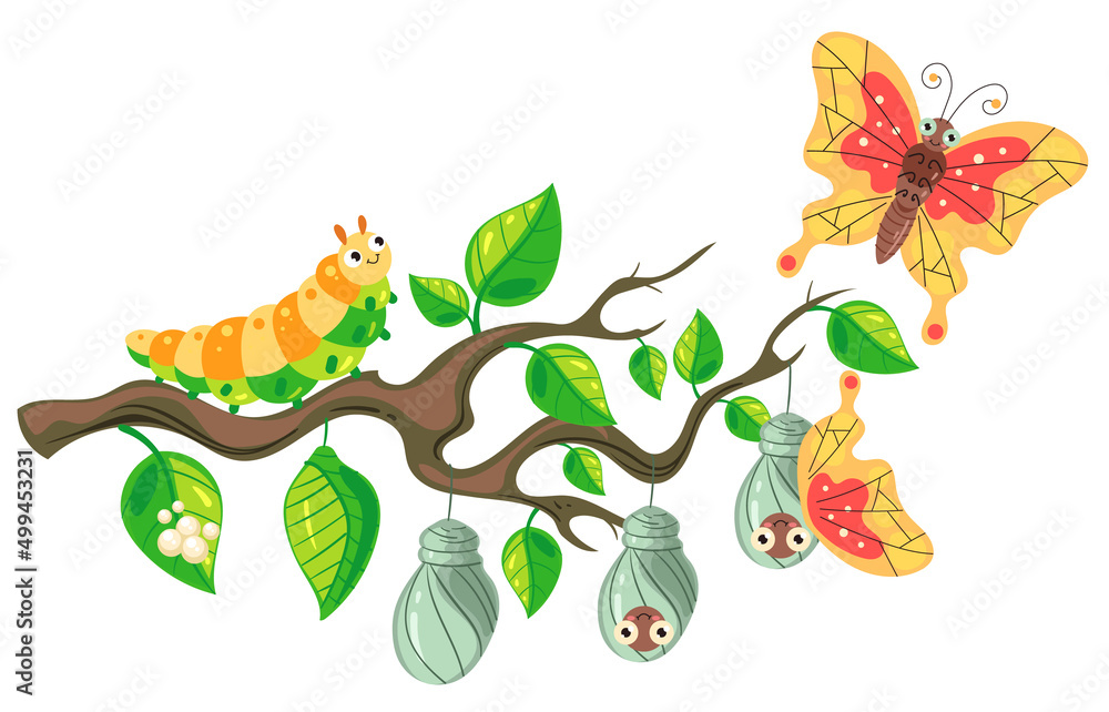 Butterfly life cycle concept. Vector flat cartoon design element
