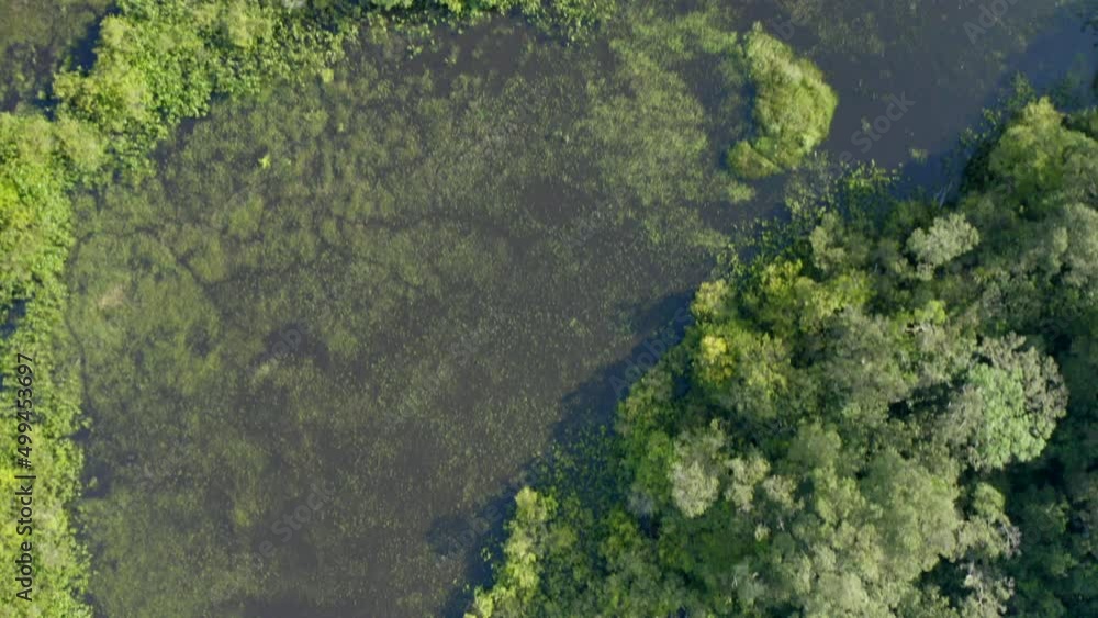 Jungle swamp wetland in remote rainforest, top down aerial shot Jungle swamp wetland in remote rainforest, top down aerial shot