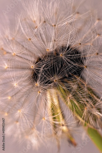 closeup of an illuminated dandelion
