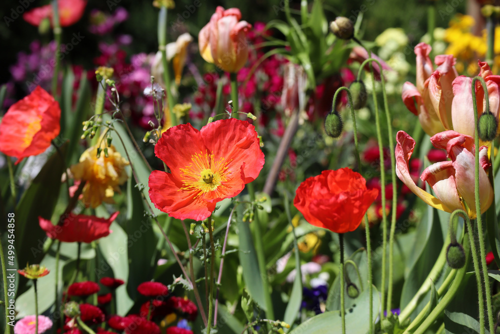 Bright spring flowers - poppies, tulips, magrarites