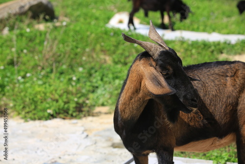 Schilderij op canvas goats in the suburb of Hong Kong