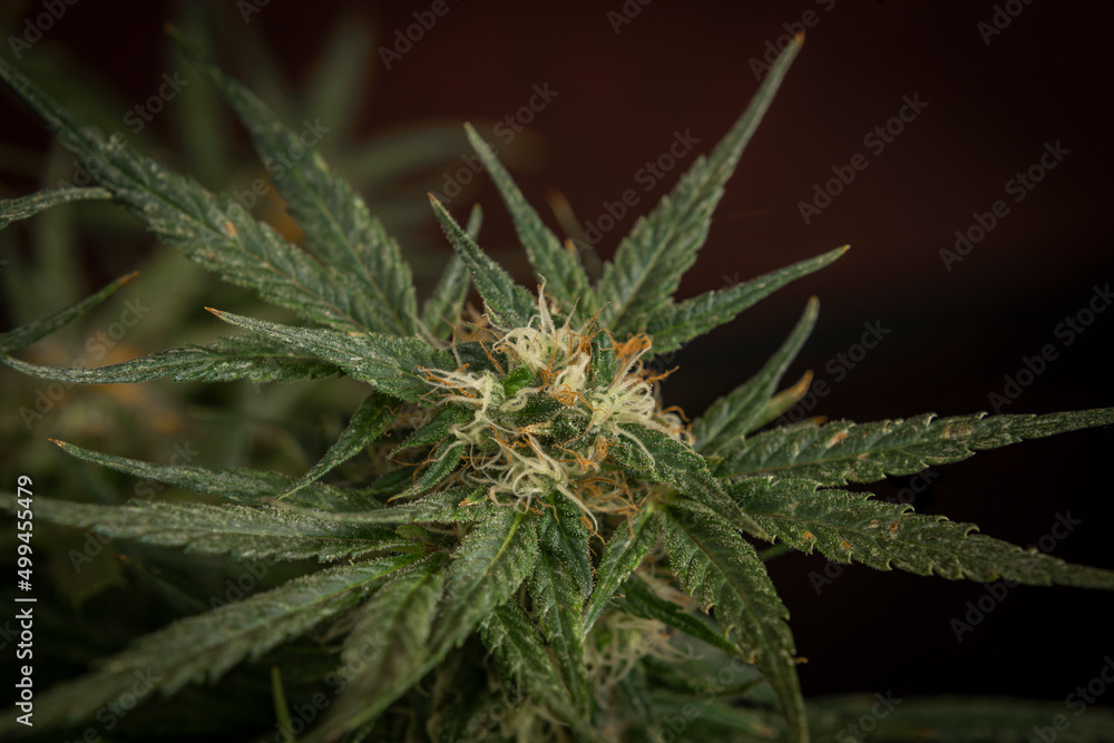 Marijuana color bloom on red background Gelato cookies variety Marijuana color bloom on red background Gelato cookies variety