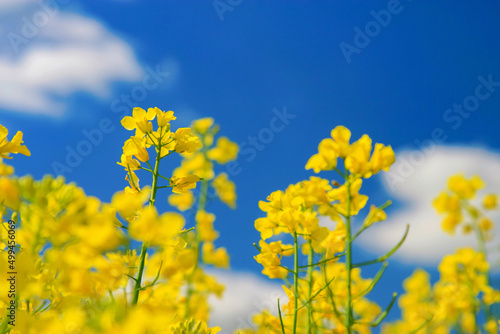 Yellow canola flowers against blue cloudy sky scenic landscape © lukszczepanski