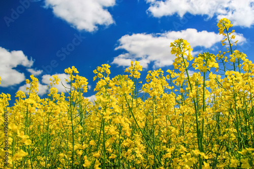 Yellow canola flowers against blue cloudy sky scenic landscape