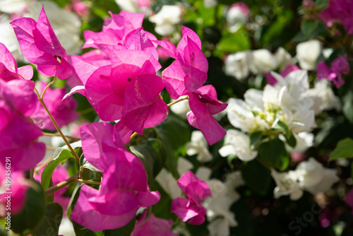 Bougainvillea  climbers covered with numerous colorful flowers. Ornamental plants in the garden on a sunny day.
