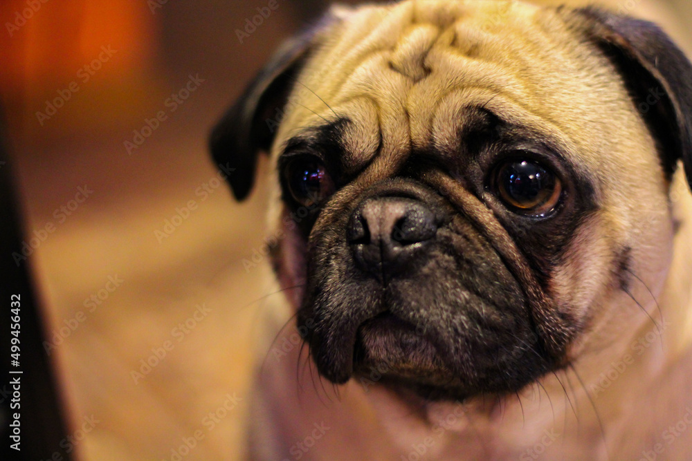 Lovely little pug dog with casual facial expression looking off to the side.