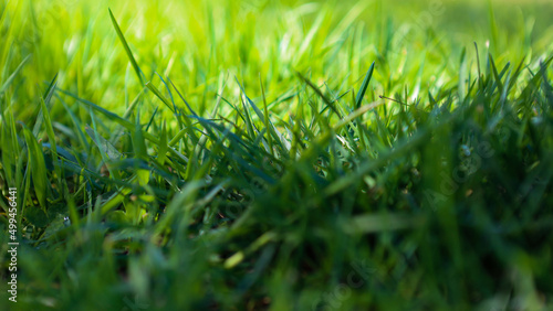 Radiant green grass in background with darker less illuminated grass in foreground.