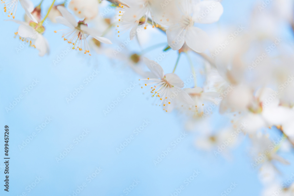 Branches of blossoming cherry blossom macro with soft focus on gentle light blue sky background in sunlight with copy space. Branches of blossoming cherry blossom macro with soft focus on gentle light blue sky background in sunlight with copy space.