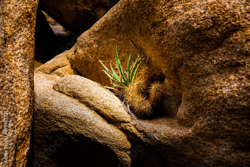 Cactus and Yucca growing in-between the rocks in Joshua Tree National Park 
