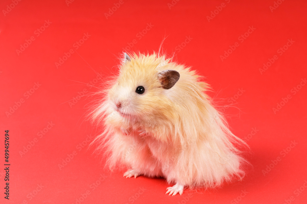 fluffy angora hamster on a red background fluffy angora hamster on a red background