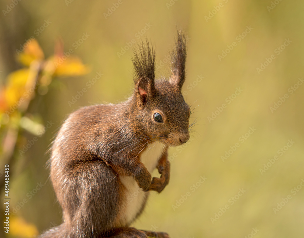 Eichhörnchen in warmer Frühlingssonne.
Squirrel in warm spring sunshine. Eichhörnchen in warmer Frühlingssonne.
Squirrel in warm spring sunshine.