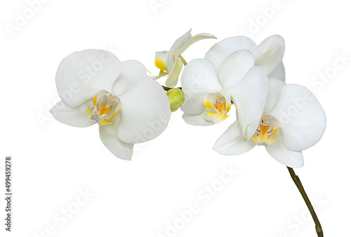 Orchid white flower isolated © tiantan