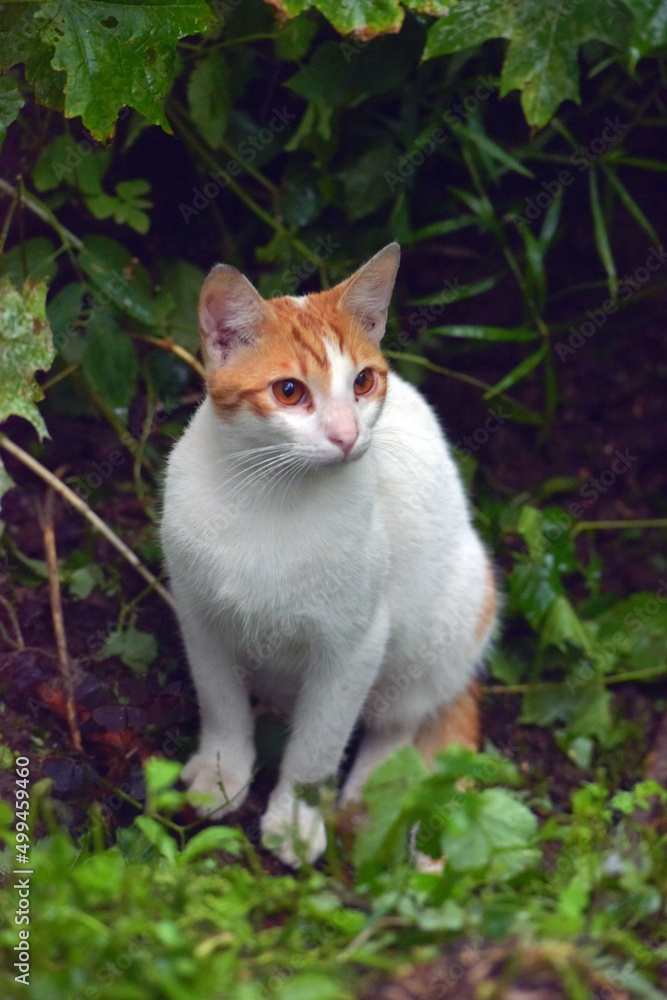 red and white cat on the street
