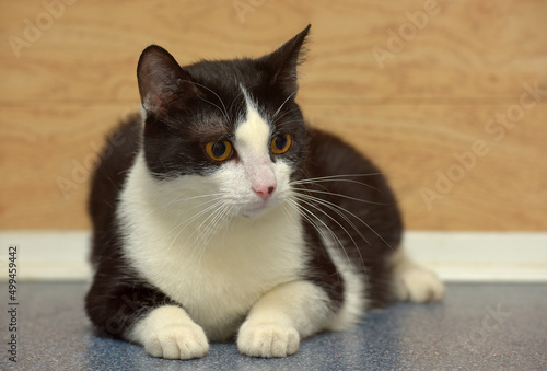 black and white european shorthair cat with orange eyes