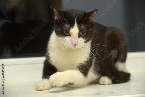 black and white european shorthair cat with orange eyes